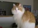 Felix, an orange and white cat