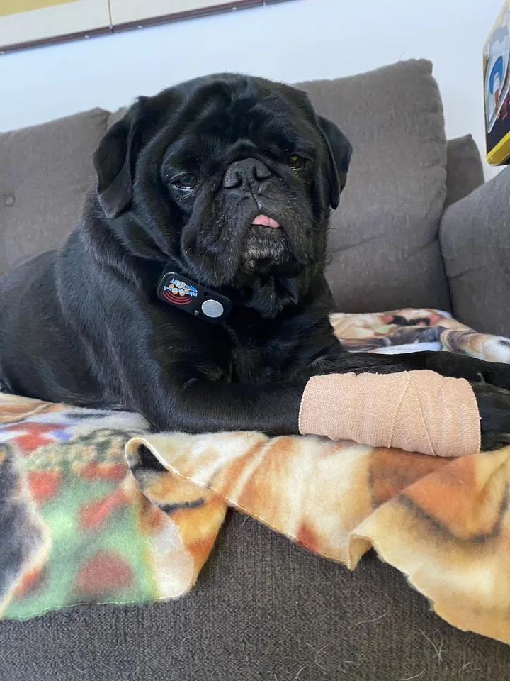 A black pug resting on a couch
