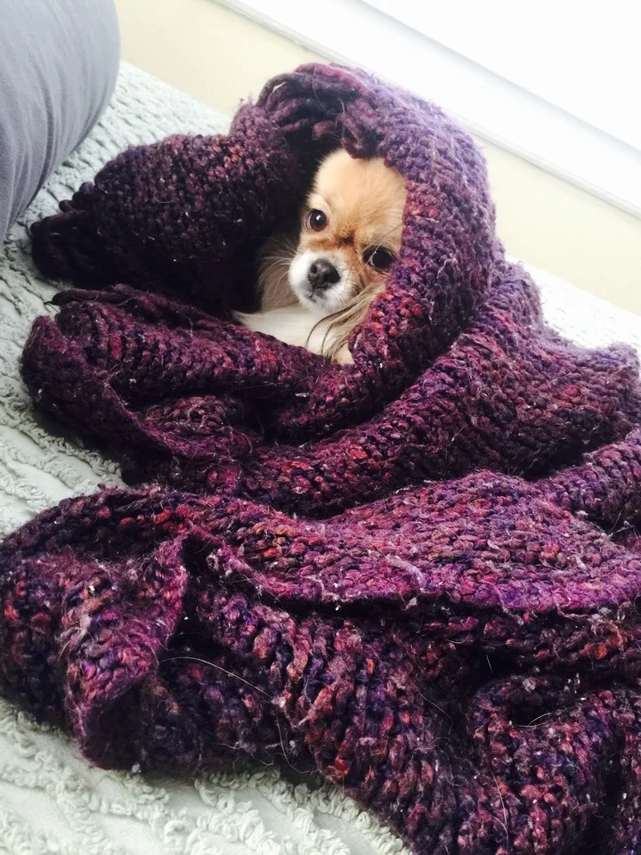 A chihuahua wrapped in a purple knit blanket