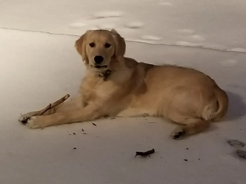 A golden retriever lying in the snow
