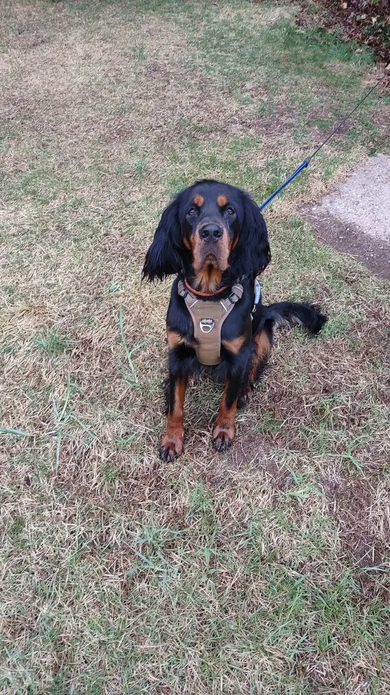 A black and tan hound sitting on a lawn looking up