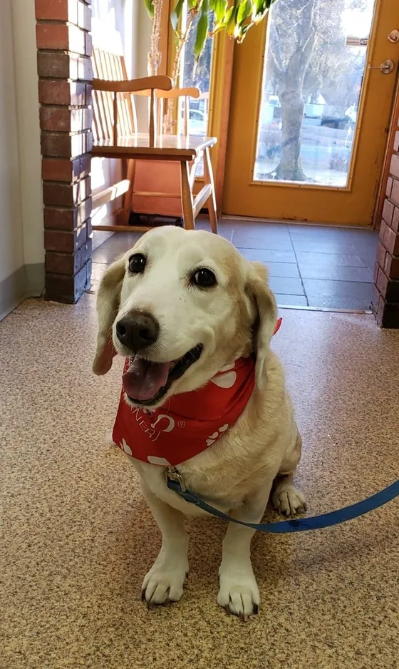 A smiling light-colored dog in a red bandana in a doorway