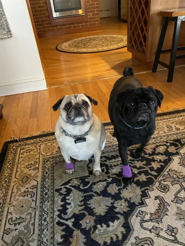 Two pugs standing on a rug